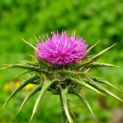 Silybum marianum