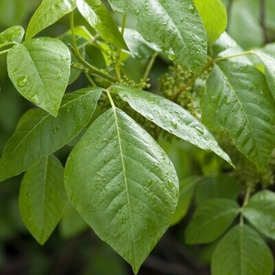 Rhus toxicodendron