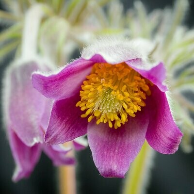 Pulsatilla pratensis