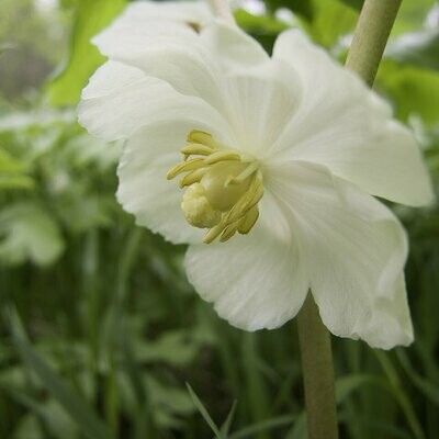Podophyllum peltatum