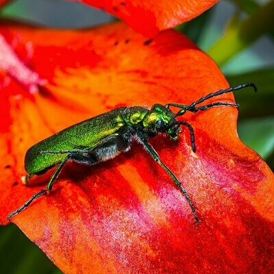 Lytta vesicatoria