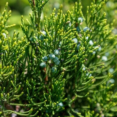 Juniperus sabina