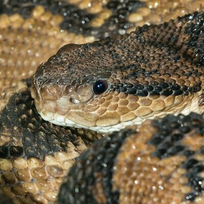 Lachesis muta