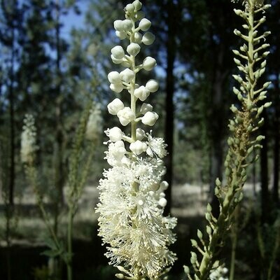 Cimicifuga racemosa