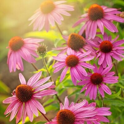 Echinacea angustifolia