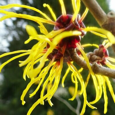 Hamamelis virginiana