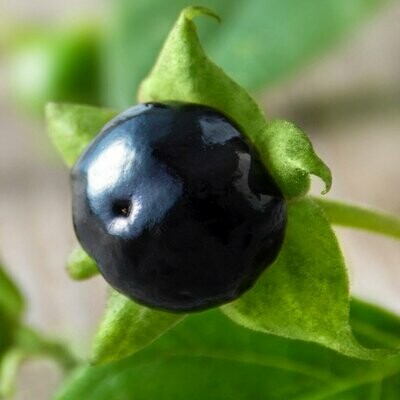 Atropa belladonna
