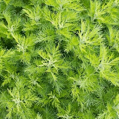 Artemisia abrotanum