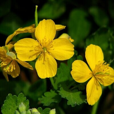 Chelidonium