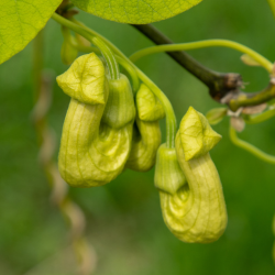 Aristolochia clematitis