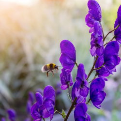 Aconitum napellus