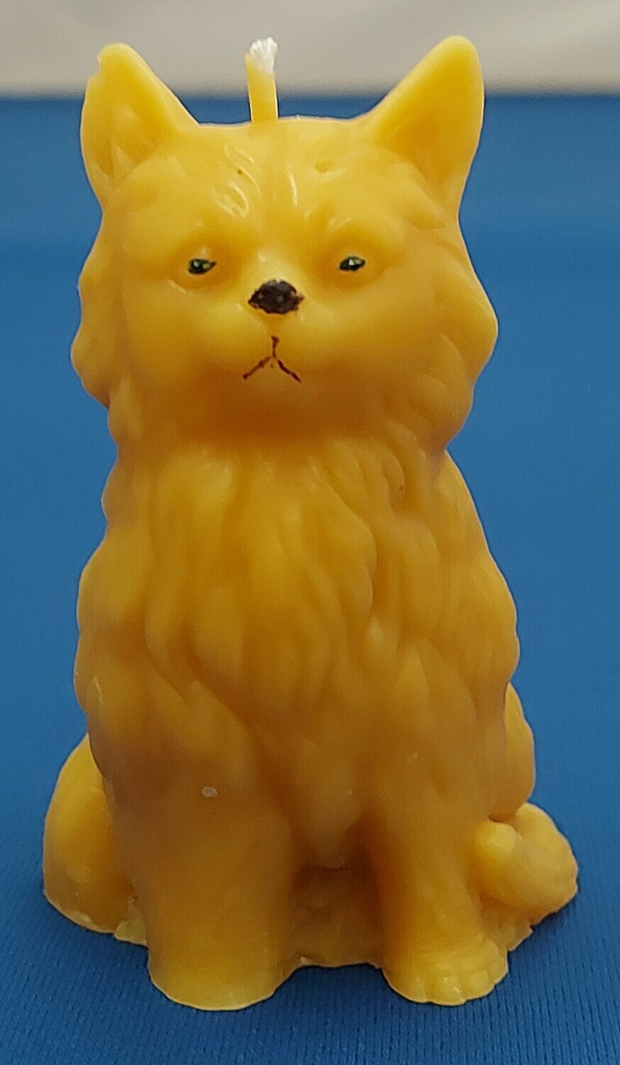Sitting Cat