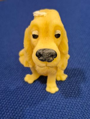 Spaniel  Spaniel "Rosie" with black nose