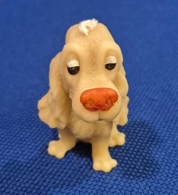 Spaniel dog "Rosie" with brown nose