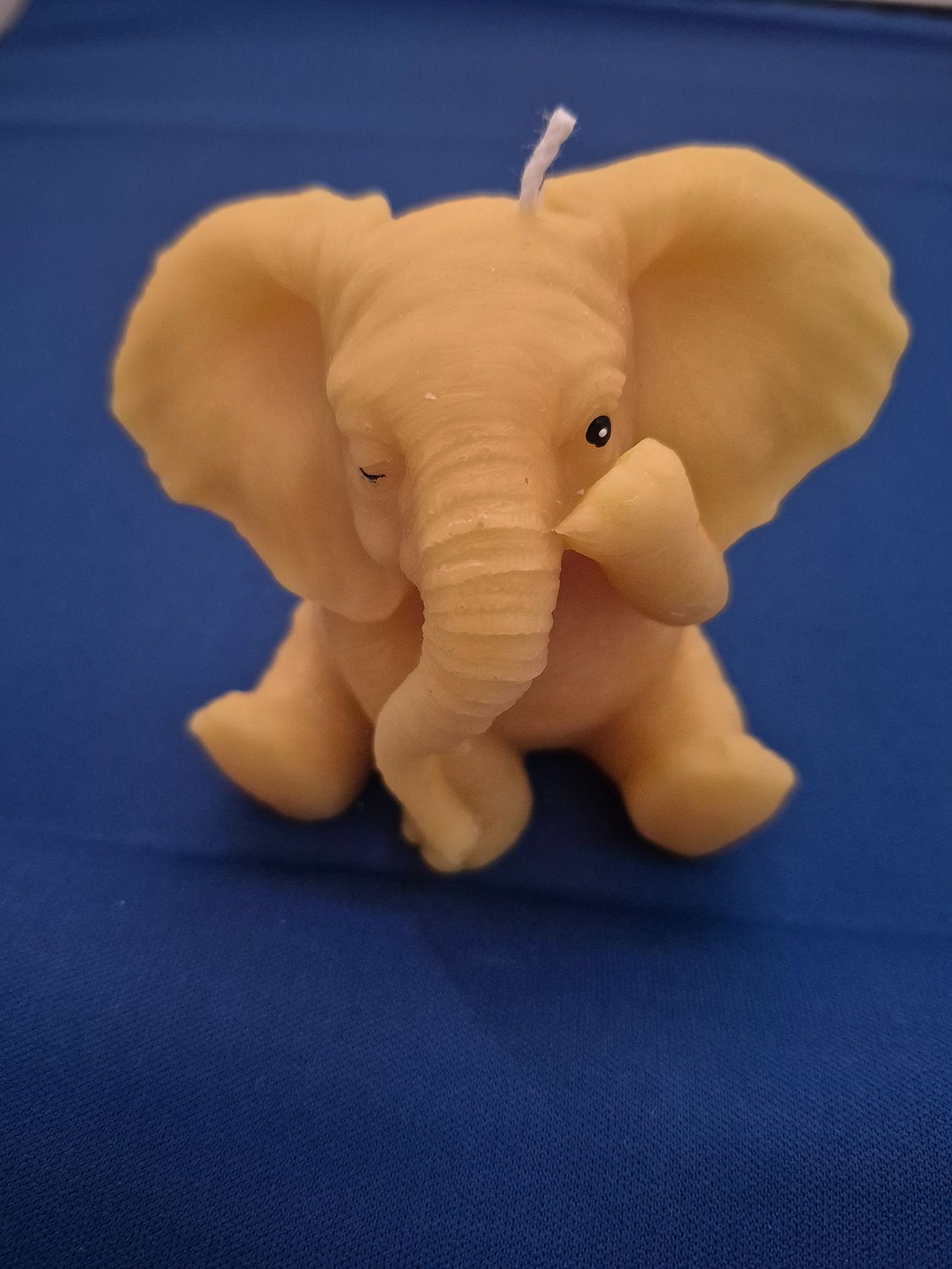 Elephant winking