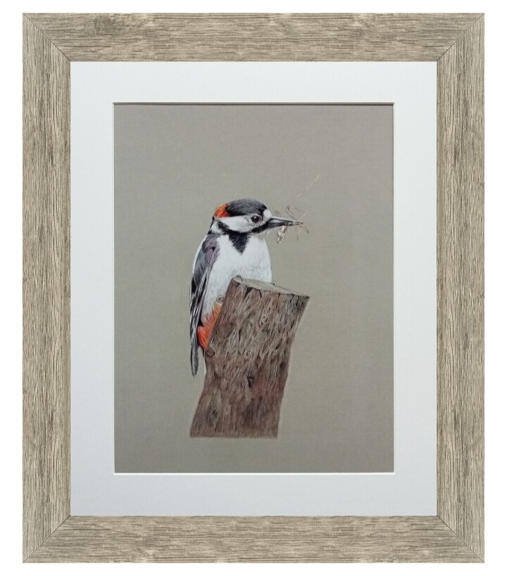 Woodpecker Signed Limited Edition