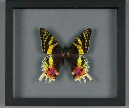 Cadre papillon URANIA  RIPHEUS