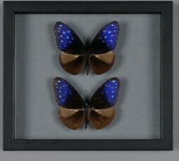 Cadre Papillon EUPLOEA MULCIBER