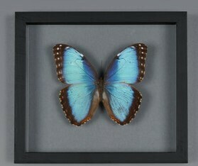 Cadre Papillon MORPHO DIDIUS