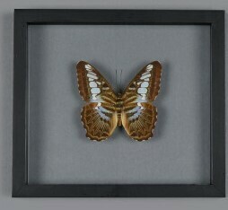 Cadre Papillon PARTHENOS SYLVIA APICALIS