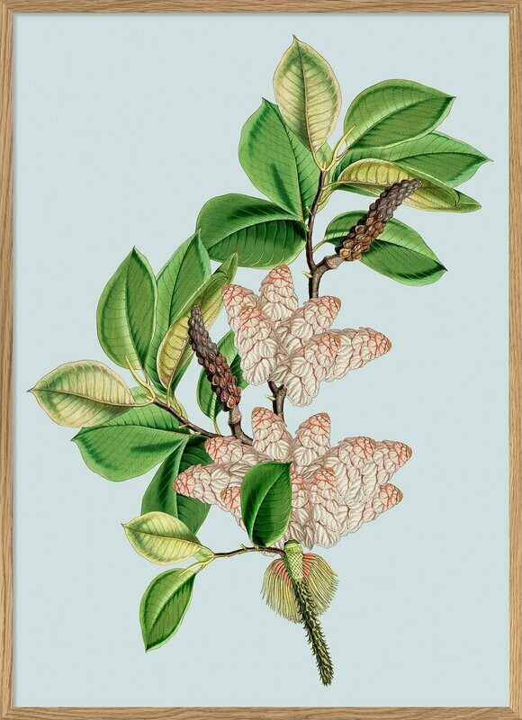 Affiche ACORN BRANCH  30x40 cm