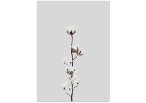 Affiche COTON FLOWER A3