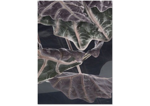 Affiche ELEPHANT EAR  A3