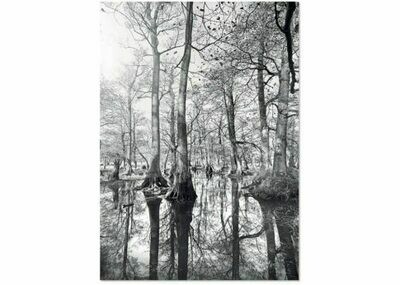 Affiche FOREST REFLECTION A3