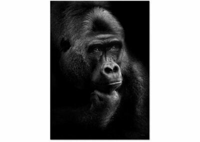 Affiche GORILLA THOUGHTS   A3 (Project protection des gorilles)