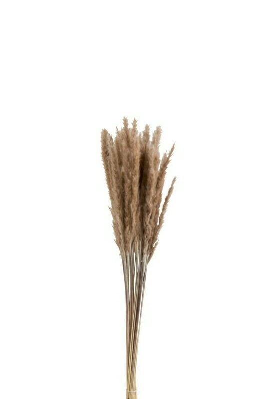 Botte Pennisetum Herbes Séchées