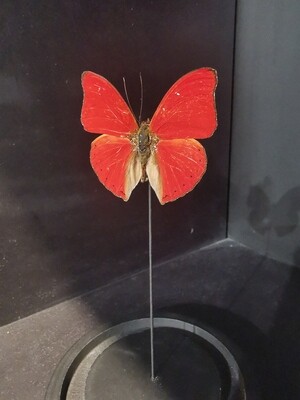 Cloche Globe  papillon rouge