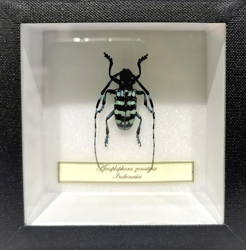 Cadre d&#39;Entomologie ANOPLOPHLORA ZONATRIX