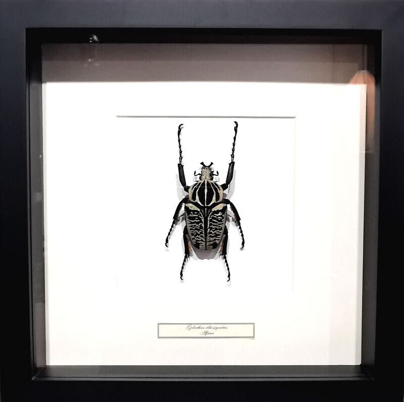 Grand Cadre D&#39;Entomologie GOLIATHUS ALBOSIGNATUS