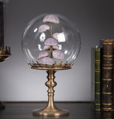 Cloche Globe Reliquaire Tests d'Oursin Violets (no shipment)