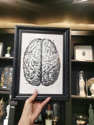Cadre Anatomique Brain col Noir A4
