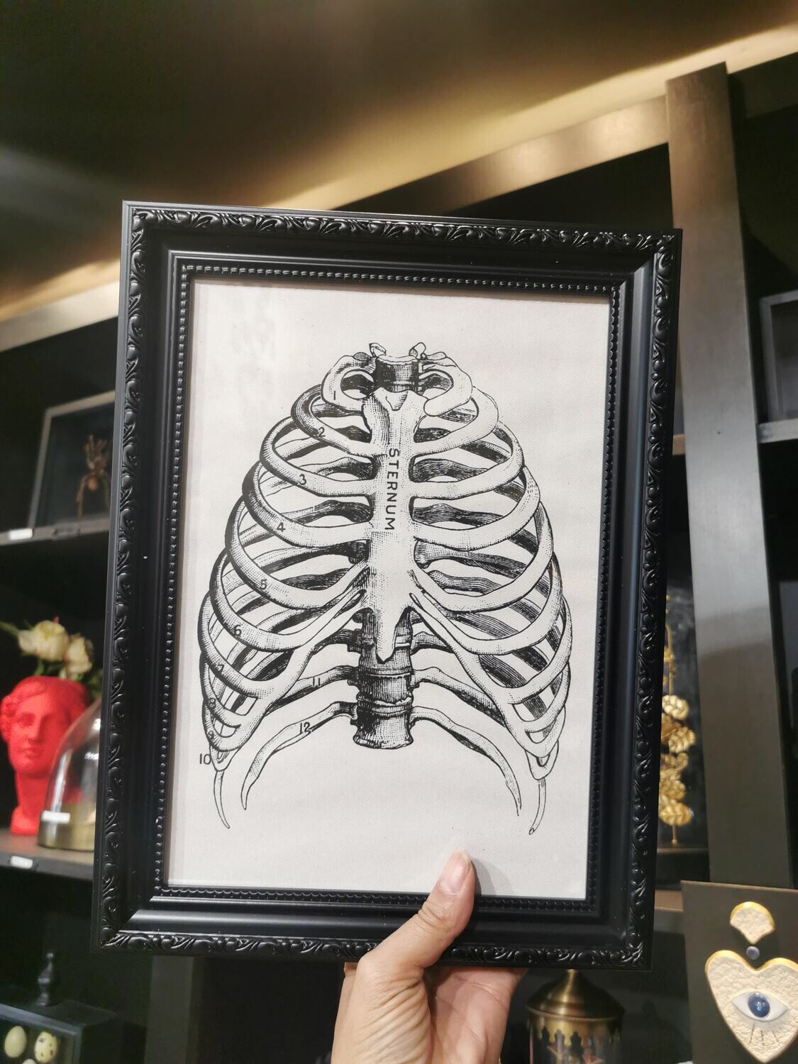 Cadre Anatomique thorax col Noir A4