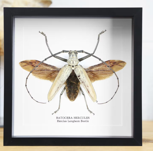 Cadre D&#39;Entomologie Hercules Longhorn Beetle
