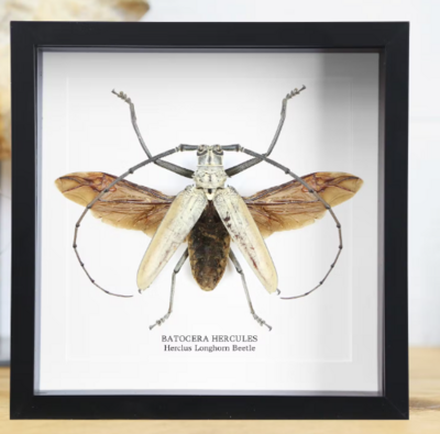Cadre D'Entomologie Hercules Longhorn Beetle