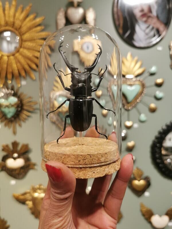 Cloche D&#39;Entomologie Scarabee cerf-volant (Hexarthrius parryi)