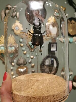 Grande Cloche scarabée Dalmanii (Odontolabis dalmanii)