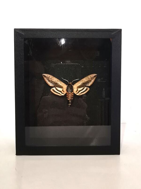 Cadre Sphynx Liganta