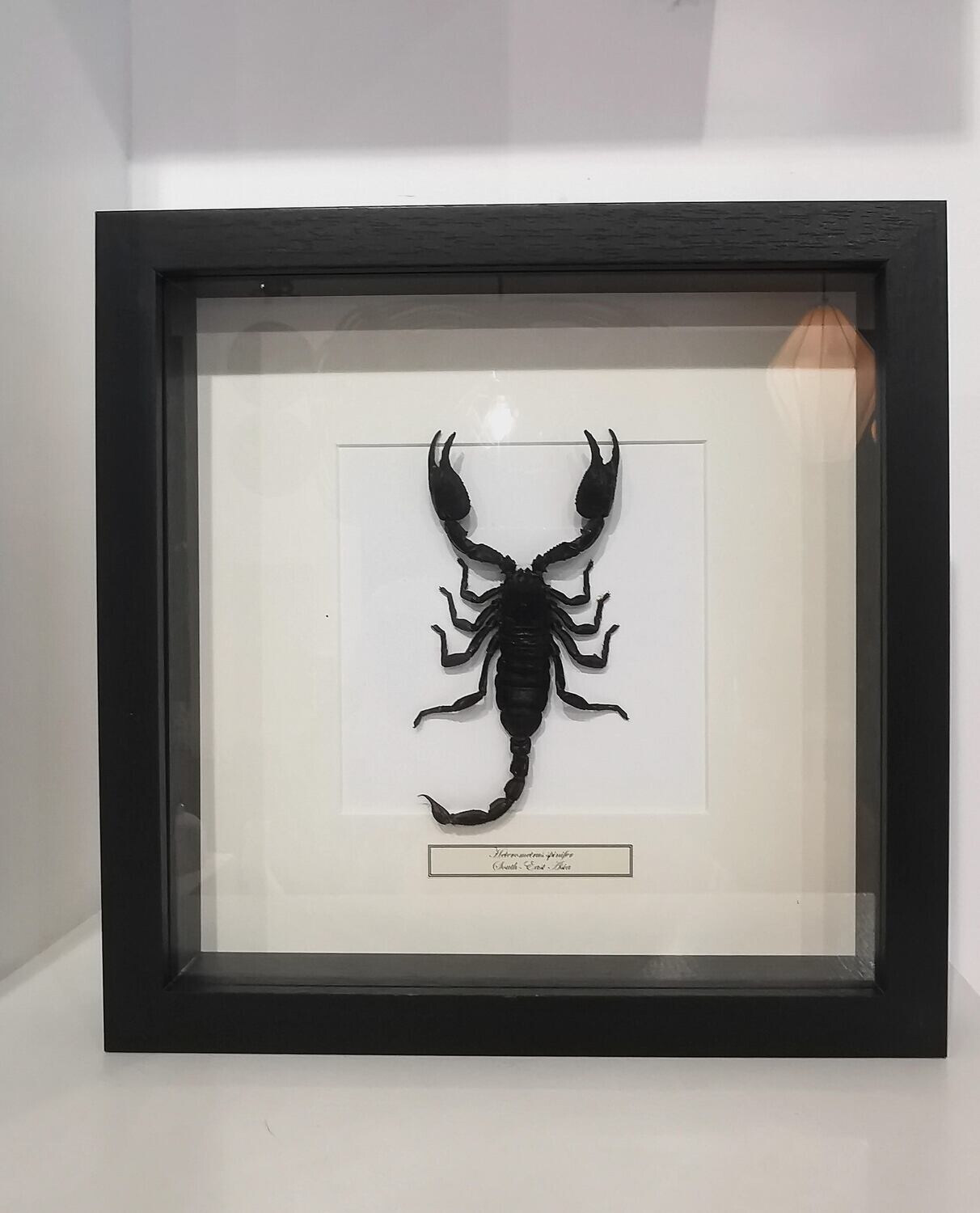 Cadre Heterometrus spinifer Scorpion