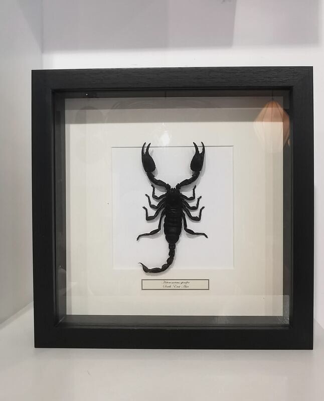 Cadre Heterometrus spinifer Scorpion