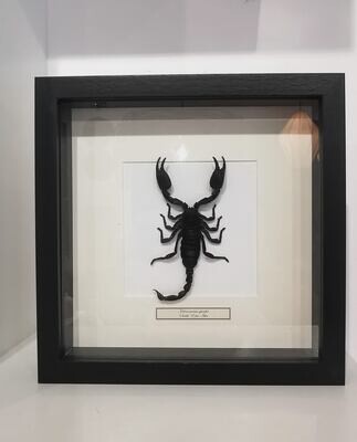 Cadre Heterometrus spinifer Scorpion Cadre Heterometrus spinifer Scorpion