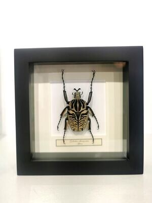 Cadre Scarabee Goliath  Albosignatus