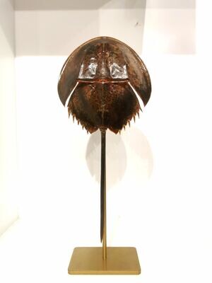 Limulus Polyphemus sur piédestal