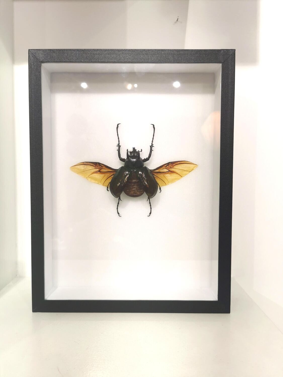 Cadre Scarabee Atlas Chalcosoma caucasus - Volant