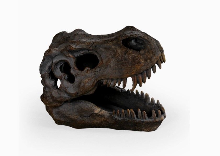 Petite Tete de T Rex