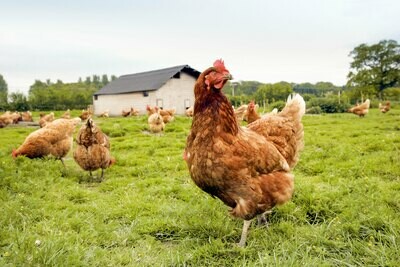 Grower/Broiler Feed
