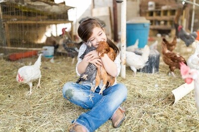 Chicken Health